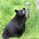 Bears and Bird Feeders