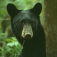 Black Bear Encounters